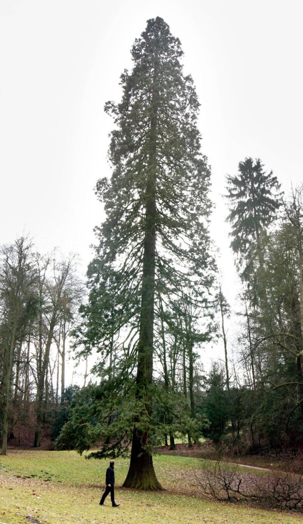 Mammutbaum fällt auf Gelände von Therme - Stamm war angesägt