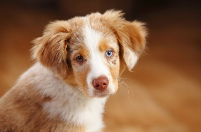 In Tierheim in Südkalifornien: Hund vier Monate nach Diebstahl wieder aufgetaucht