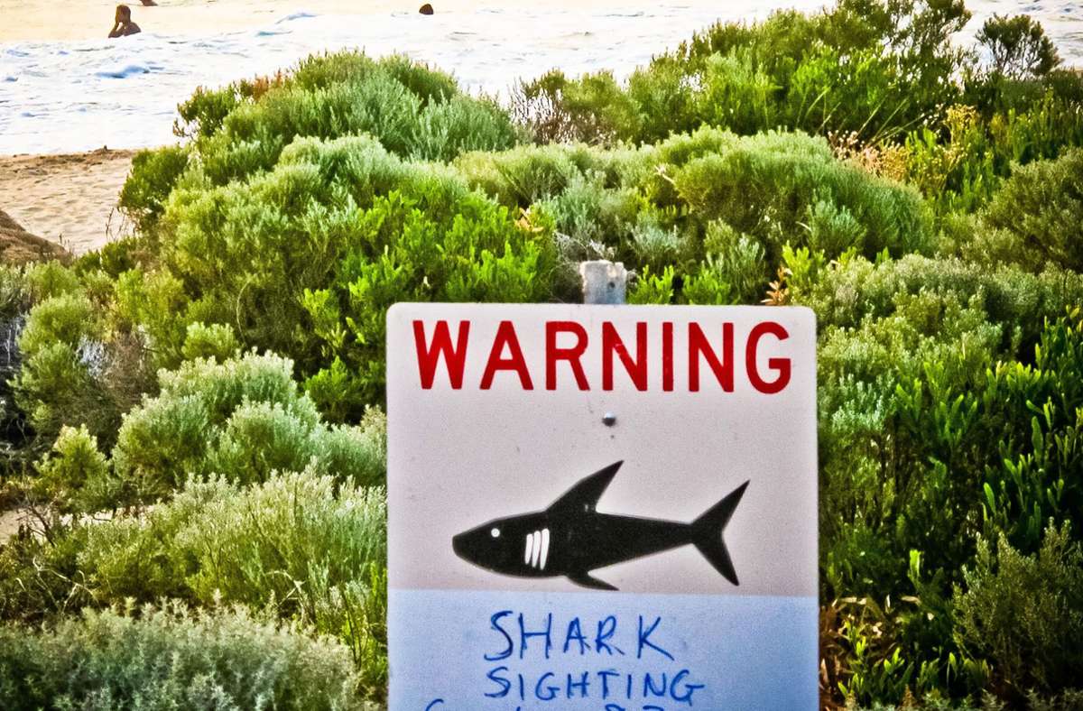 Hai-Angriff in Australien: Surfer vor australischer Ostküste bei Hai-Angriff gestorben