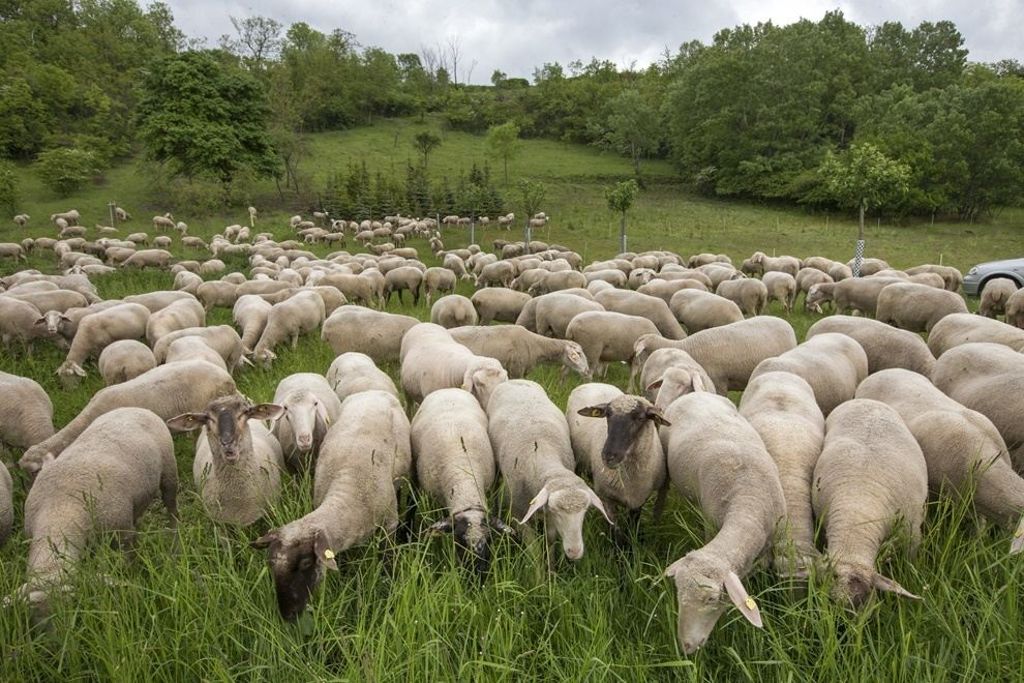 Schafe sorgen für Hubschraubereinsatz und gesperrte Autobahn