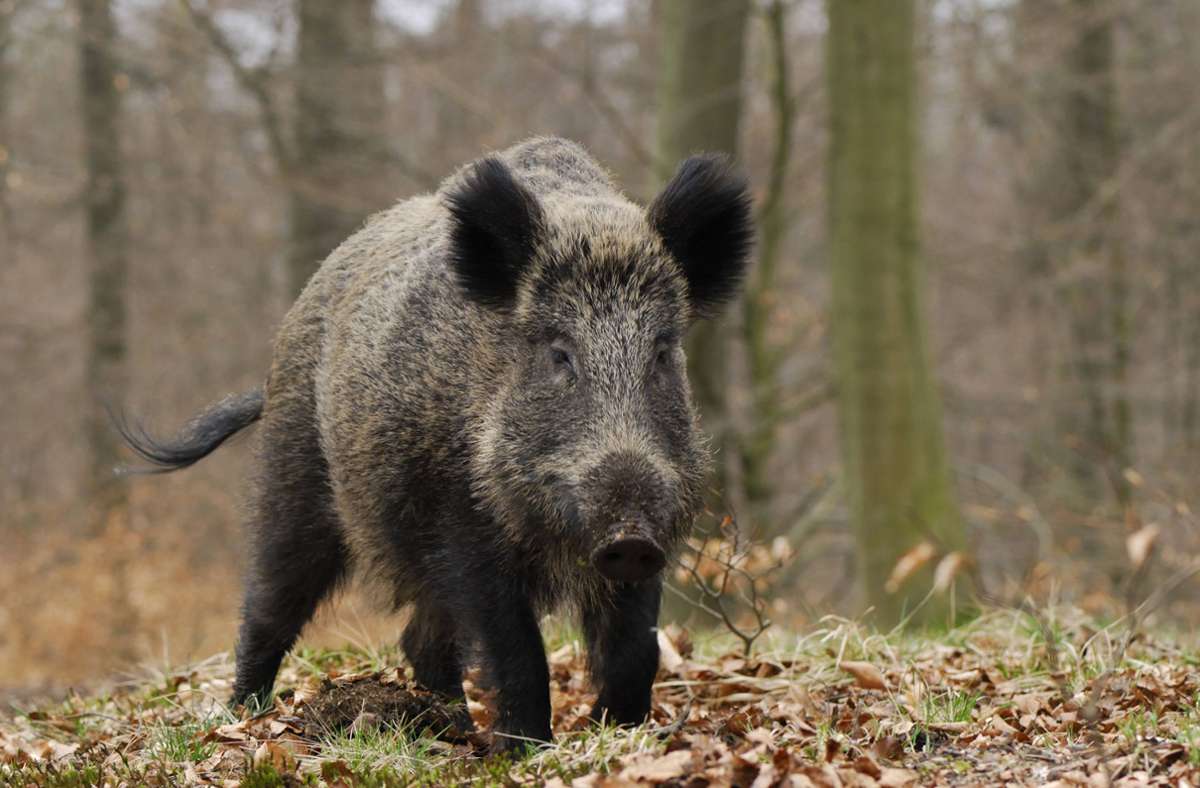 Heidelberg: Polizei stellt Suche nach randalierendem Wildschwein ein