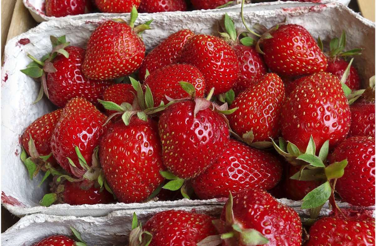 Erdbeeren im Remstal: Frische Früchte vom Feld werden geschätzt