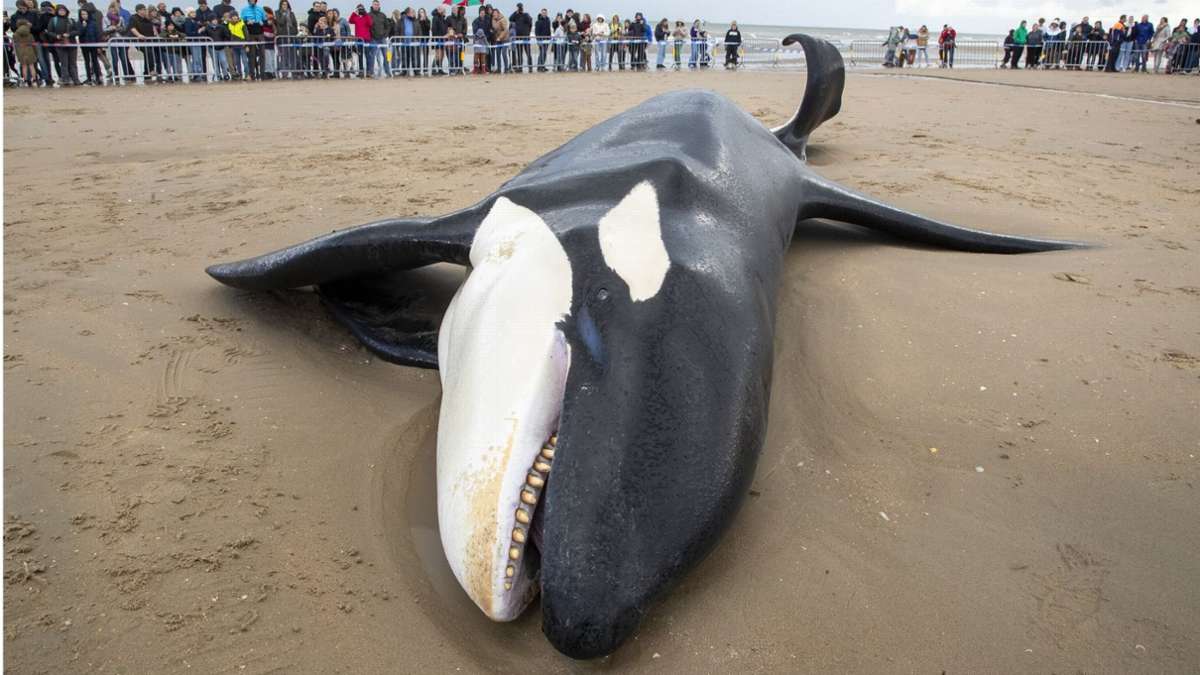 De Panne in Belgien: Orca an Nordseeküste gestrandet und gestorben