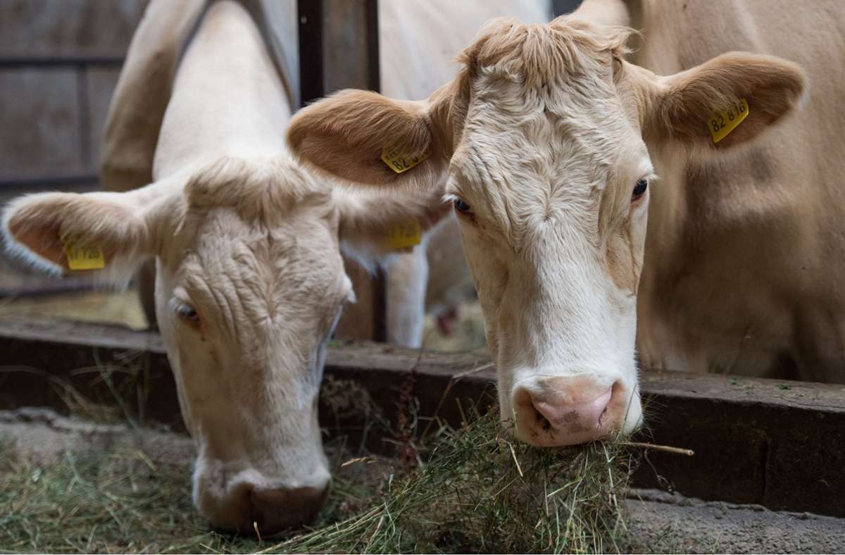 Landwirtschaft auf den Fildern: Sorge um das Futter für die Kühe