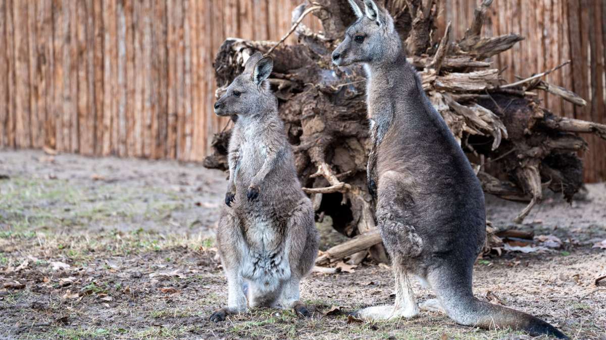 Neuzugänge in der Stuttgarter Wilhelma: Zwei Riesenkängurus leben jetzt in der Wilhelma