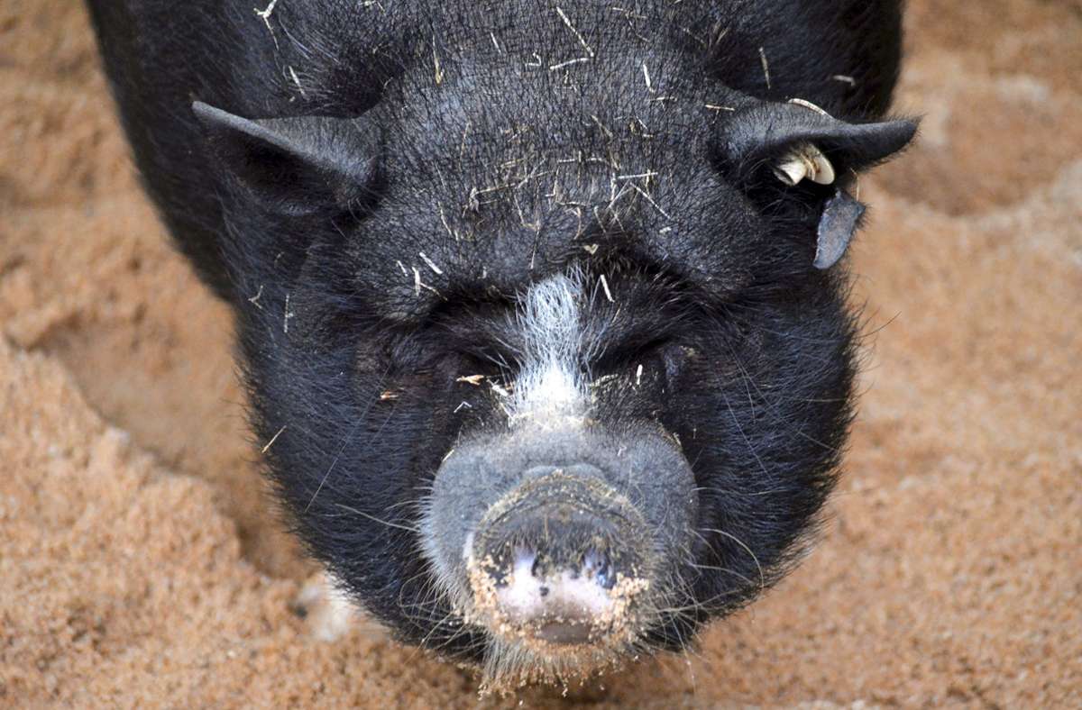 Neue Tiere in der Wilhelma: Vietnamesische Hängebauchschweine als Vorboten
