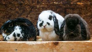 Neue Heimat für Kaninchen