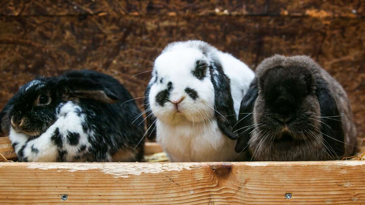 Der Verein Moppel-Hoppel: Neue Heimat für Kaninchen