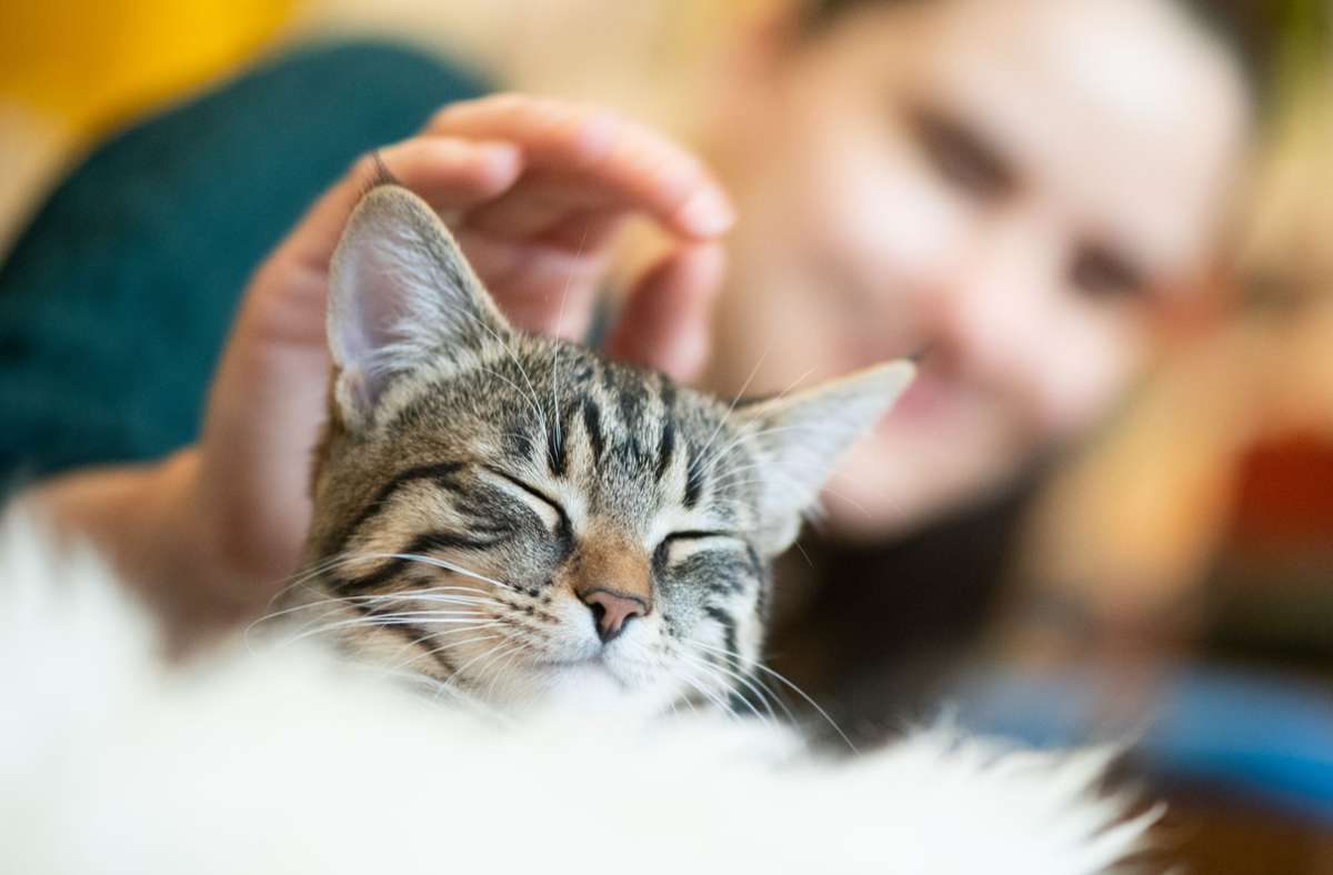 Coronavirus und Haustiere: Tiermediziner raten: In Corona-Quarantäne nicht mit der Katze schmusen