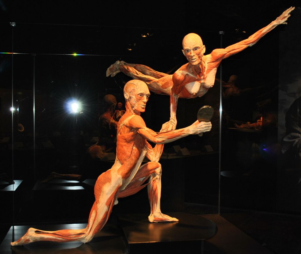 Ab 30.11. ist die Ausstellung Körperwelten und der Zyklus des Lebens in Stuttgart zu sehen.