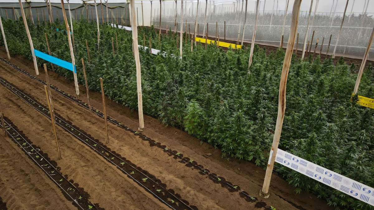 Kriminalität: Anleger mit hohen Renditen für Cannabis-Pflanzen gelockt