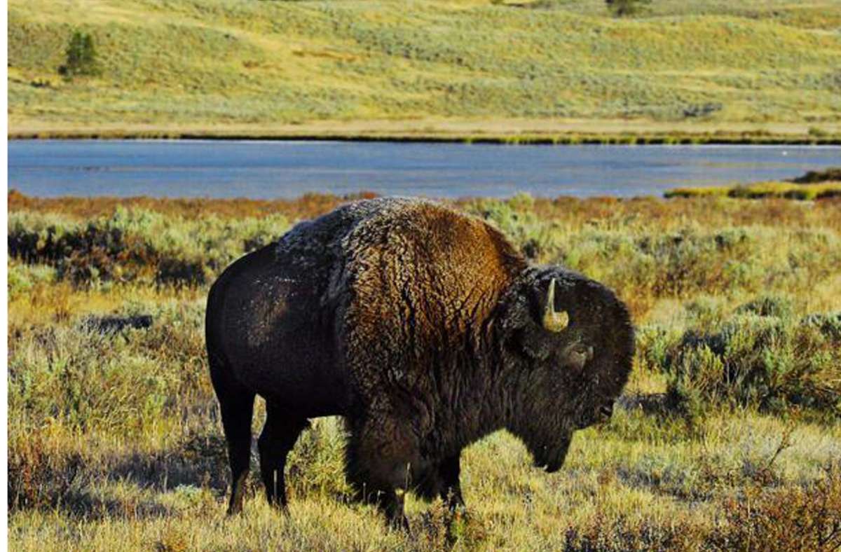 Vor 150 Jahren gegründet: der Yellowstone-Nationalpark. Foto: