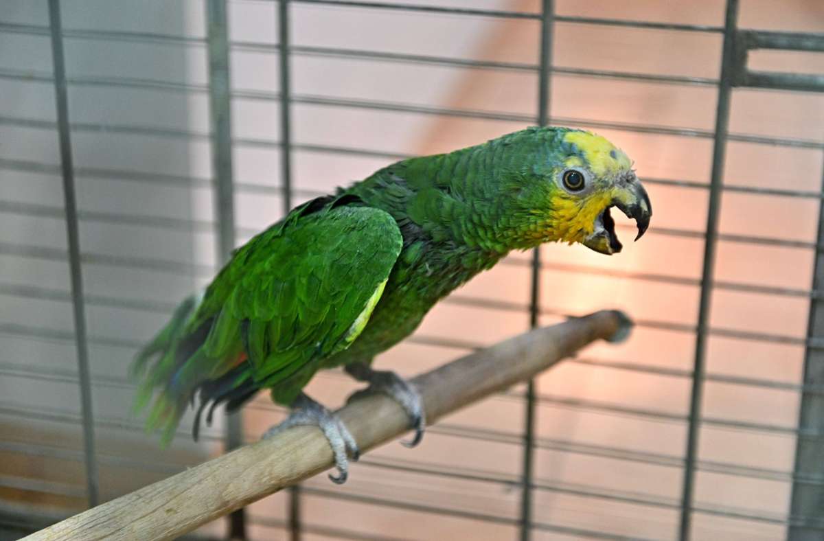 Werne in Münsterland: Papagei vertreibt Einbrecher