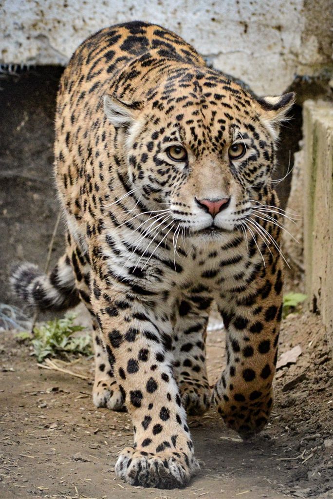 Der tierische Neuzugang darf nun in seinem Gehege bestaunt werden: Wilhelma: Jaguarweibchen ist für Besucher zugänglich