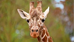 Neues Tier in der Stuttgarter Wilhelma: Junger Giraffenbulle angekommen