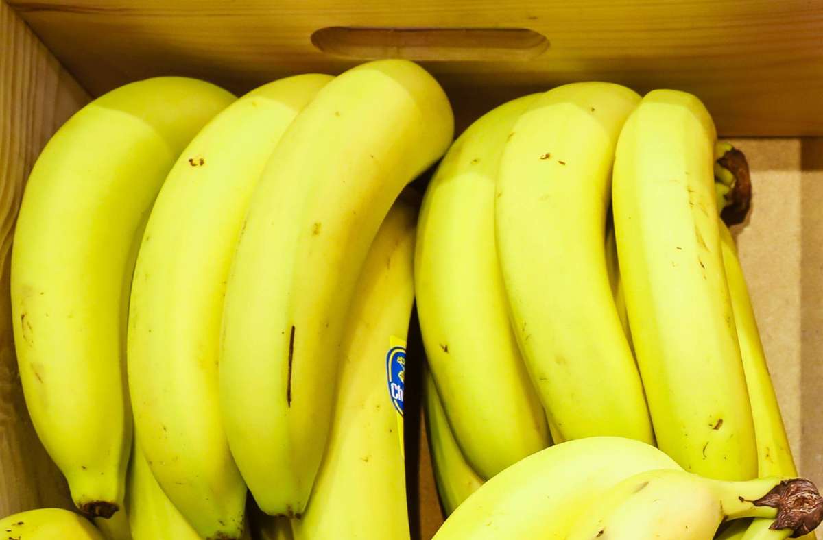 Kleinblittersdorf  im Saarland: Hochgiftige Bananenspinnen legen Einkaufsmarkt lahm