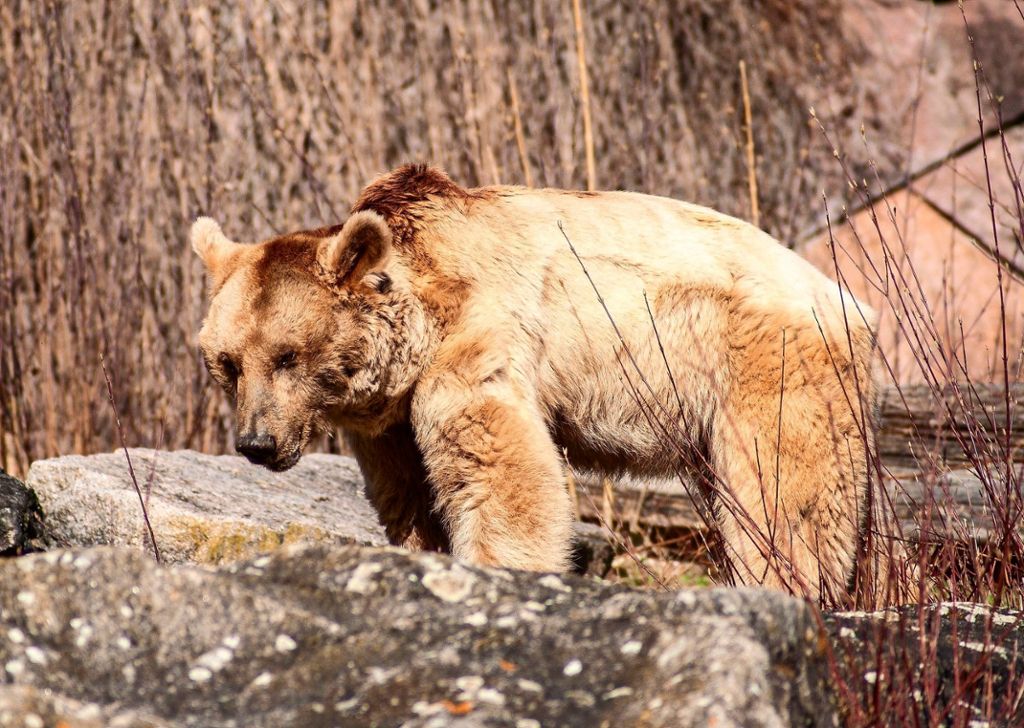 Ende Juni ist der syrische Braunbär Raschid an Altersschwäche gestorben. Er war eines der dienstältesten Tiere auf der 1991 eröffneten Bärenanlage. Mit 34 Jahren war Raschid für Braunbären, die im Schnitt 30 Jahre alt werden, sehr betagt.