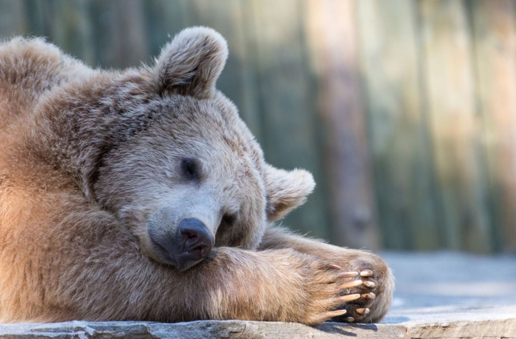 Heilmittel Winterschlaf: Was wir von Bären lernen können