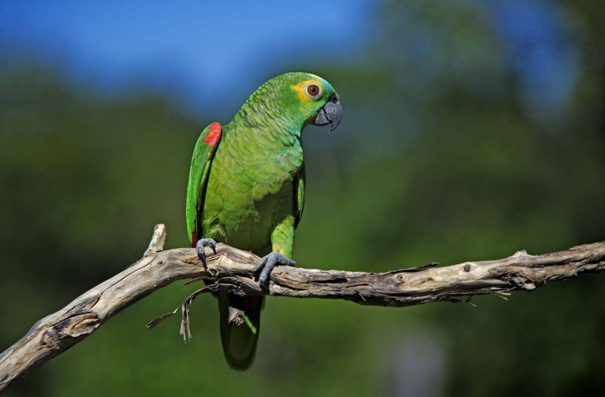 Kurioses Video: Dieser Papagei gibt seiner Besitzerin einen Faustcheck