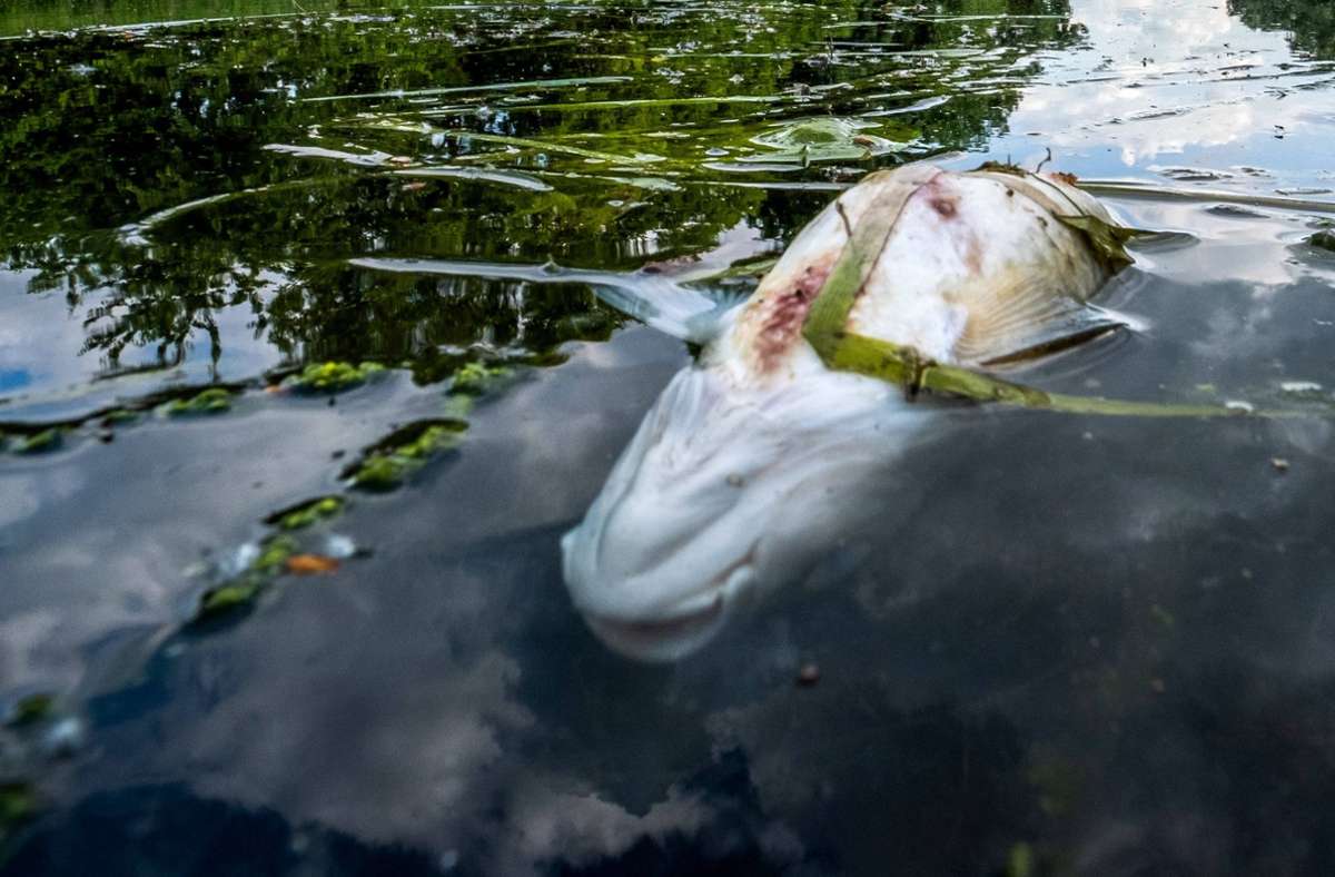 Bodenseekreis: Mehrere hundert tote Fische treiben in Fluss