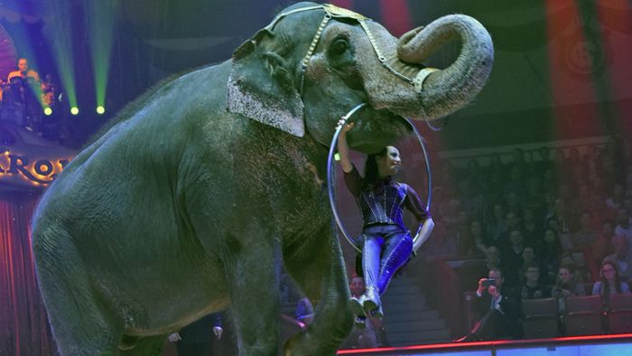 Bundesrat lässt Verbot von Wildtieren im Zirkus scheitern