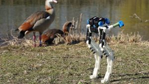 Wie Vögel den Robotern Beine machen