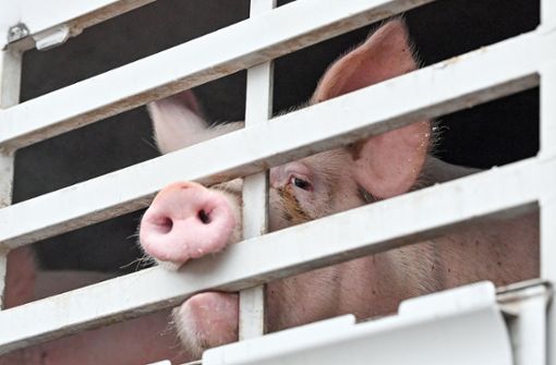 Mastschweine sind in einem Lkw für den Transport zum Schlachthof zu sehen. Foto: dpa/Patrick Pleul