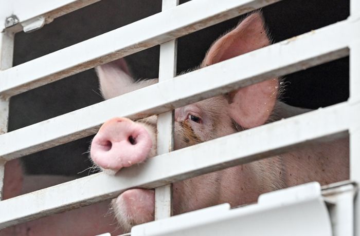 Tierquälerei in  Berghülen im Alb-Donau-Kreis: Untersuchung nach erneutem Schockvideo aus Schweinebetrieb
