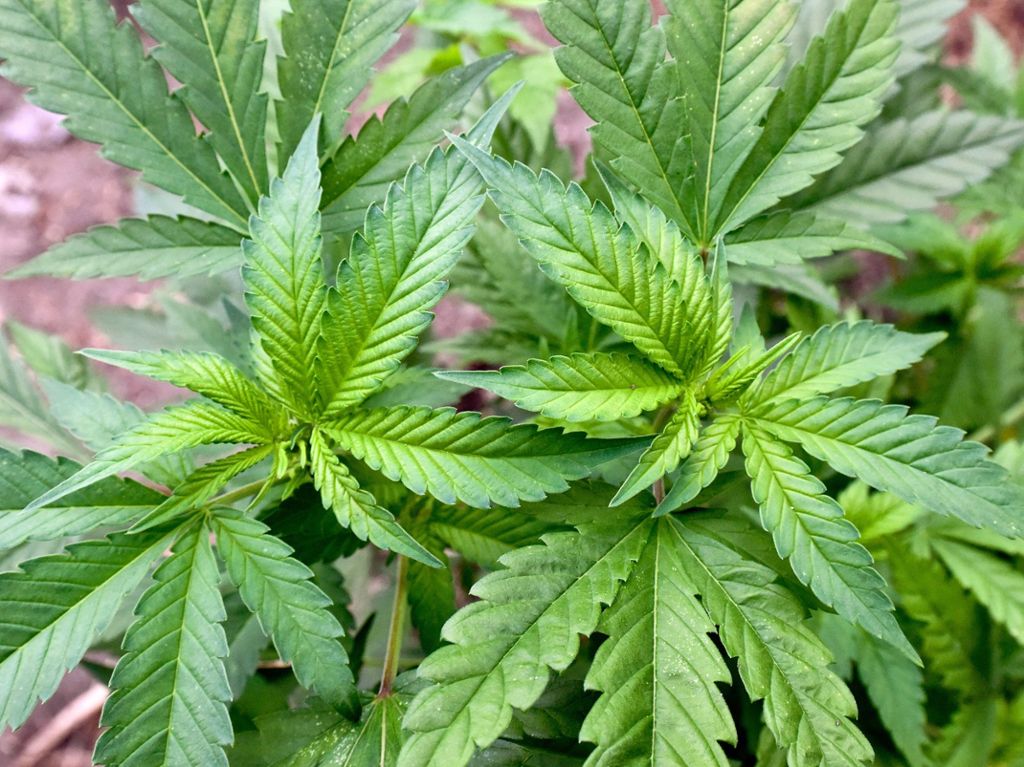 Die Pflanzen wurden gefunden: Foto gibt Hinweis auf Marihuana-Anbau in Stuttgart