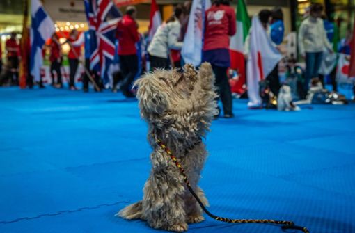 Dogdance sieht süß aus, ist aber harte Arbeit für Herrchen und Hund. Foto: Lichtgut/Julian Rettig