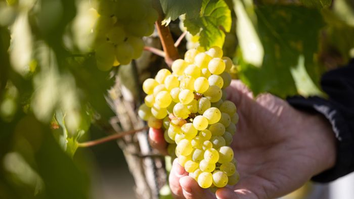 Krise auf Weinmarkt macht Winzern zu schaffen