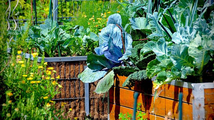 Kräuter und Gemüse aus dem eigenen Garten