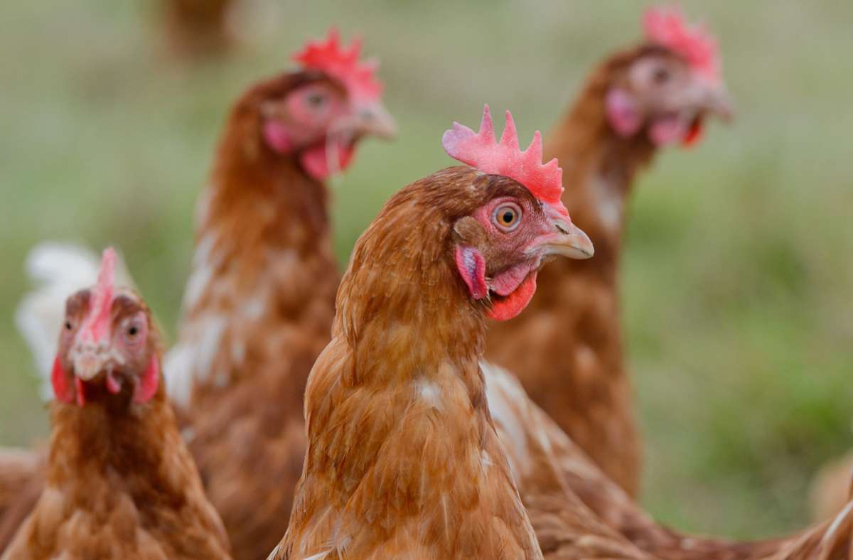 Baden-Württemberg: Ministerium: Hohes Risiko für Vogelgrippe im Südwesten