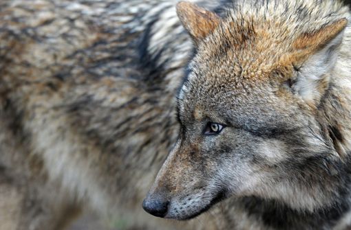 Drei Wölfe lassen sich derzeit in Baden-Württemberg sicher nachweisen. Foto: dpa/David-Wolfgang Ebener