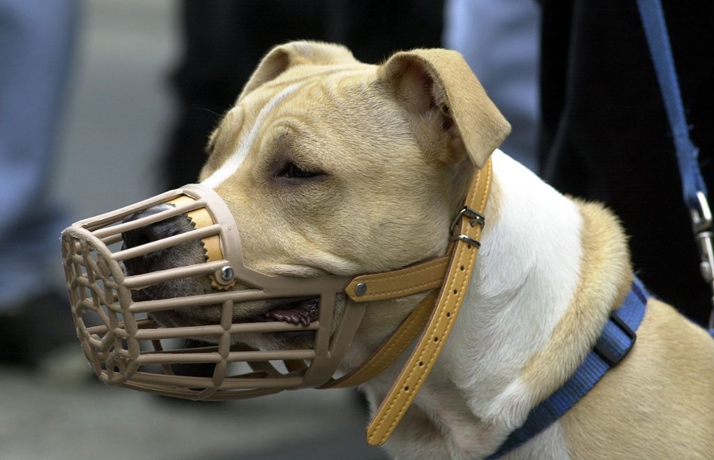 American Staffordshire Terrier werden in Baden-Württemberg als Kampfhunde eingestuft und müssen einen Wesenstest bestehen.