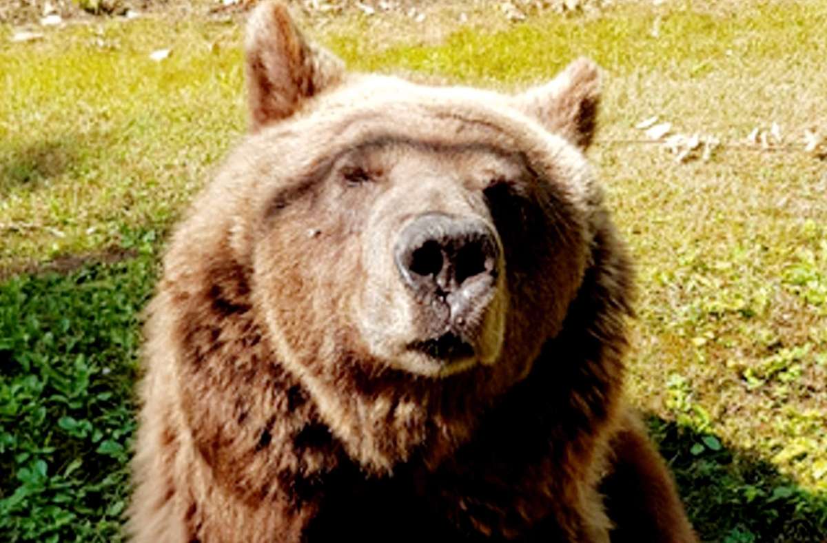 Wildtierhaltung: Ulmer Bärenhaltung: Vorwärts ins Gestern?