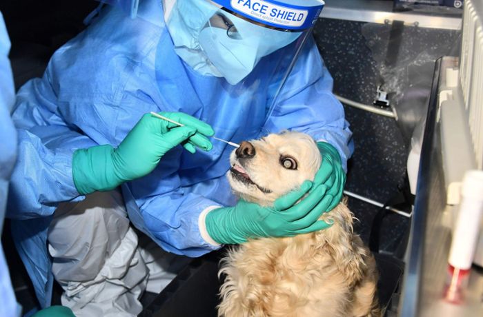 Coronavirus in Südkorea: Seoul bietet kostenlose Corona-Tests bei Hunden und Katzen an