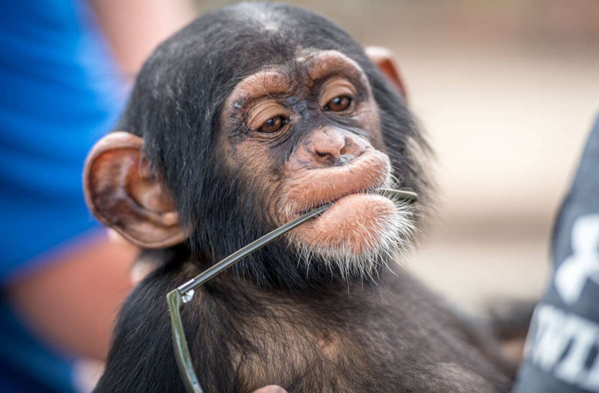 Buchtipp: T. C. Boyle, „Sprich mit mir“: Die Schöne und der Schimpanse