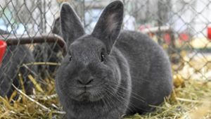 Haben Mitarbeiter einer Zuchtanlage Kaninchen totgeschlagen?