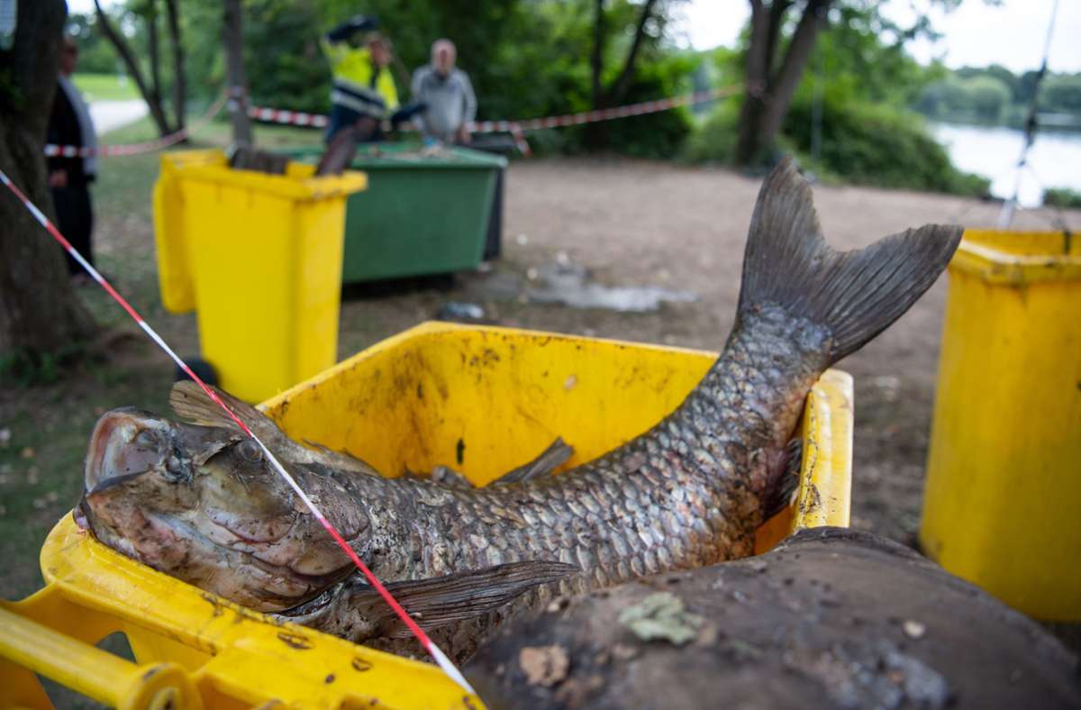 Nach Fischsterben in Stuttgart: Stadt will Fischbestand im Max-Eyth-See prüfen