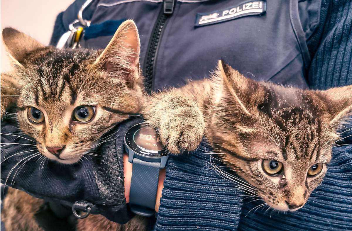 Fund in Stuttgart: Kätzchen wirbeln Polizeirevier auf – Wer kennt den Besitzer?