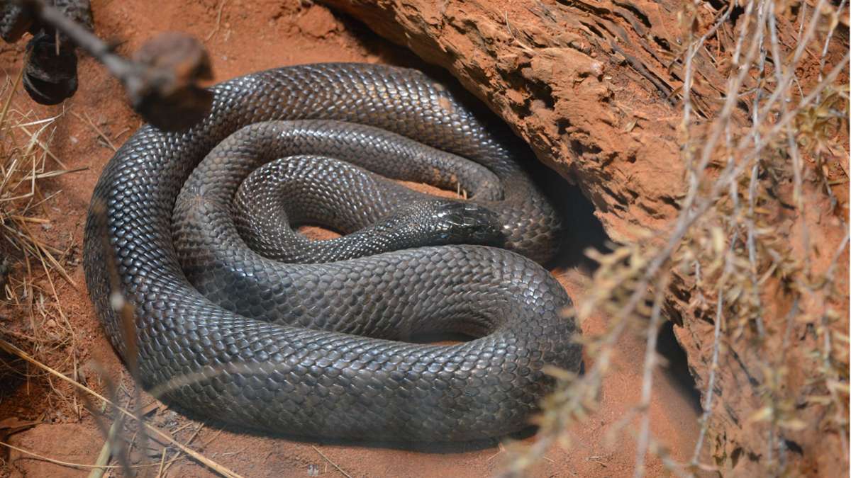Australien: Französischer Backpacker von Schlange getötet