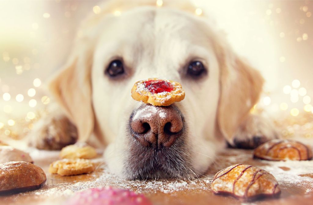 Tierische Weihnachtsbäckerei: Leckerlis für Hund, Katze, Kaninchen und Hamster