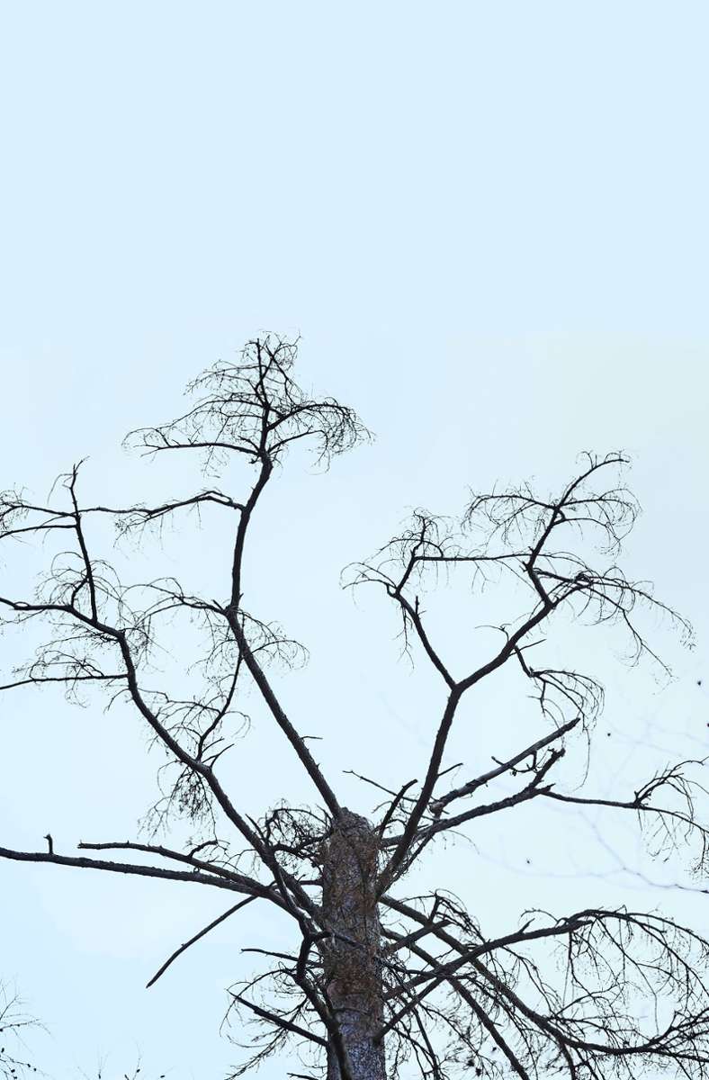 Dürre Baumkronen – Sinnbild für den Zustand des Waldes.