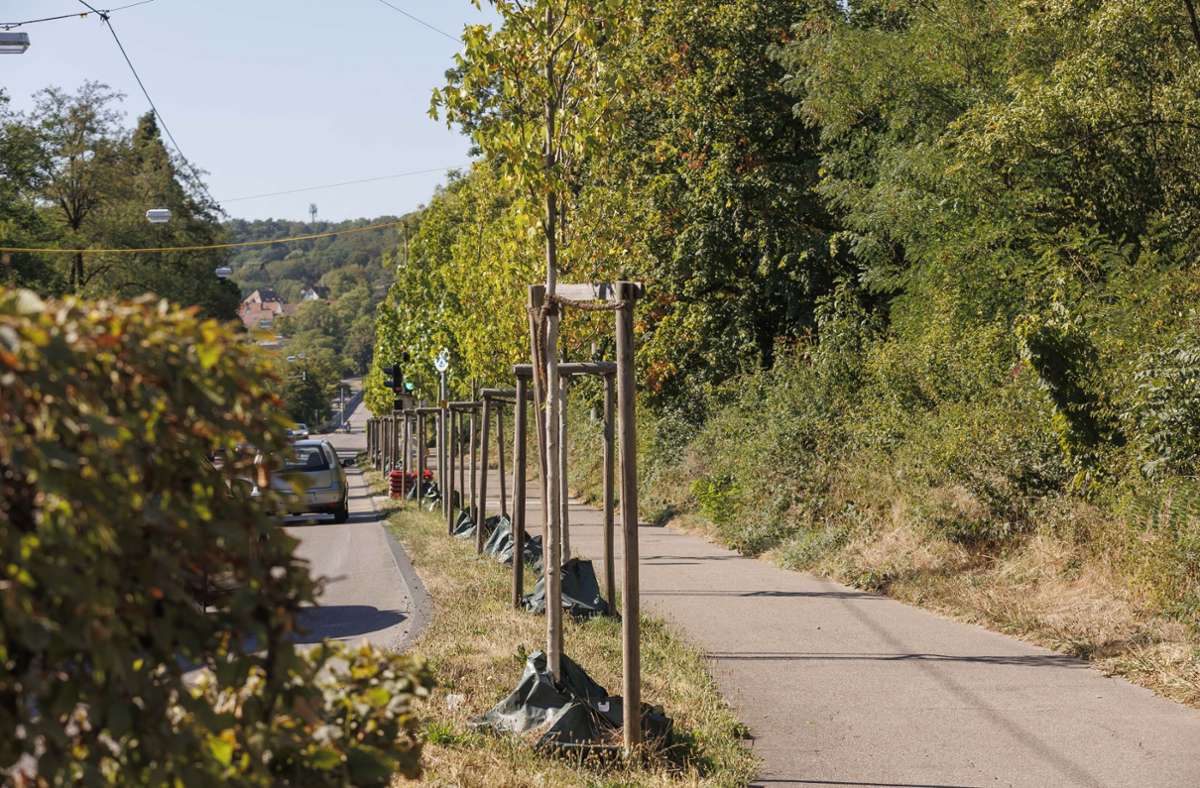 Auch am Kräherwald in Stuttgart wurden junge Bäume gepflanzt, die mit Wassersäcken gut durch die Hitzewelle kommen sollen. Foto: Lichtgut/Julian Rettig