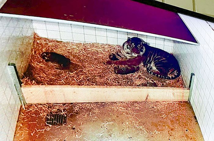 Zoo in Heidelberg: Tigerin Karis hat Nachwuchs bekommen