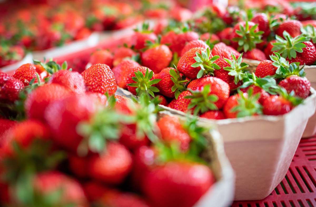 Erdbeeren in der Region Stuttgart: Darum verschiebt sich die Erdbeersaison in diesem Jahr