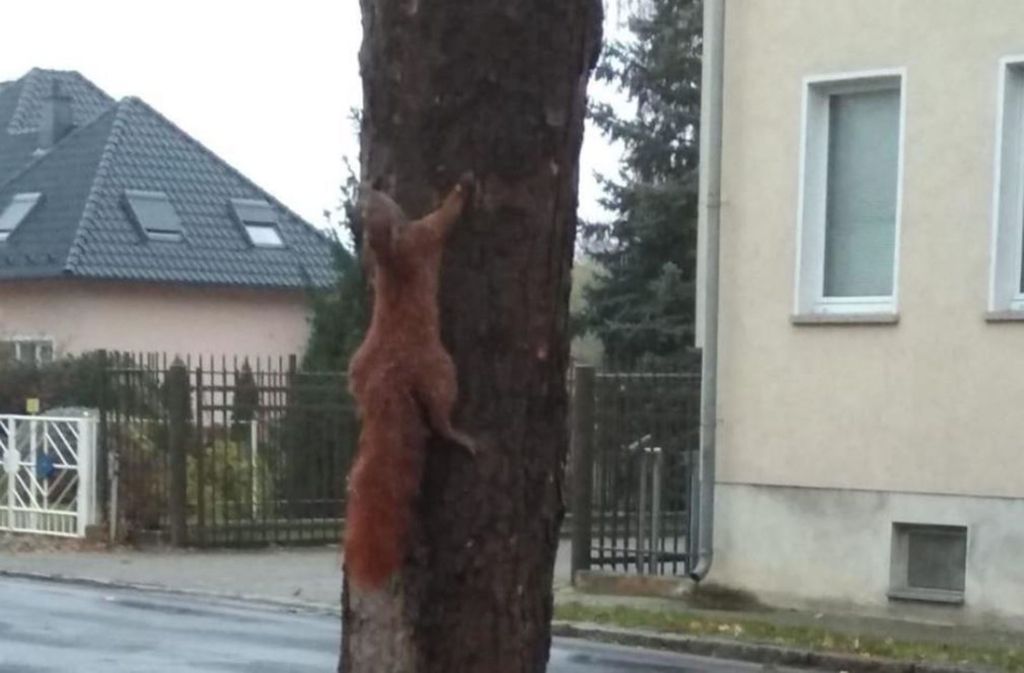 Tierquälerei in Brandenburg: Eichhörnchen mutmaßlich lebendig an Baum genagelt