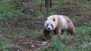 Seltene Laune der Natur: Ein Panda im Kakao-Look