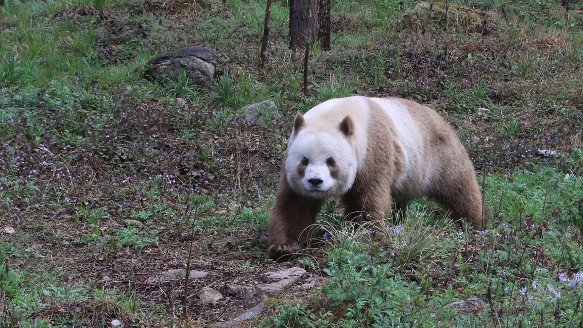 Tiere: Seltene Laune der Natur: Ein Panda im Kakao-Look